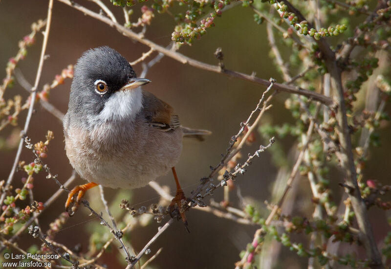 Spectacled Warbler