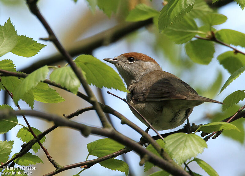 Eurasian Blackcap