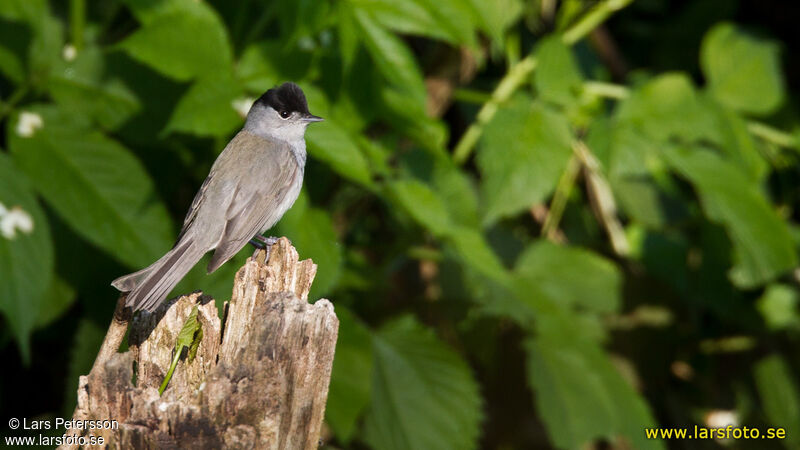 Eurasian Blackcap