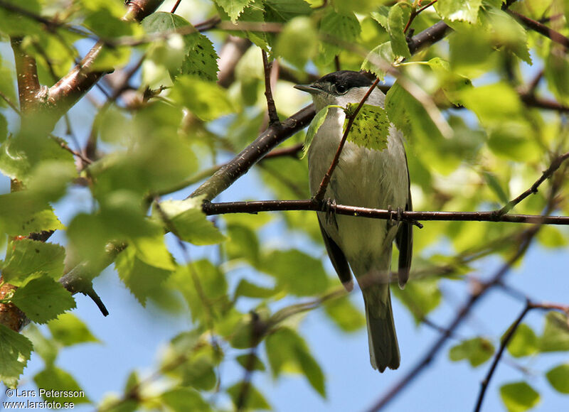 Eurasian Blackcap