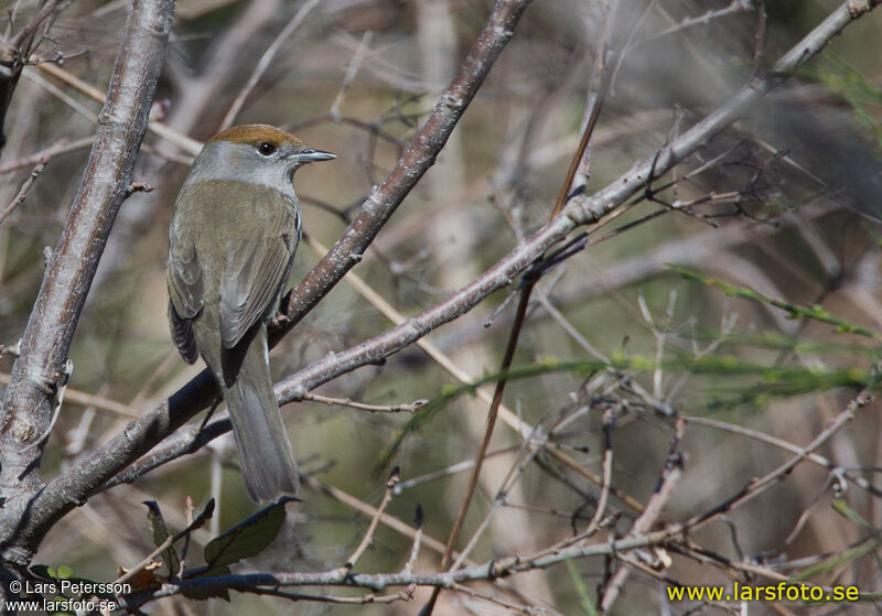 Eurasian Blackcap