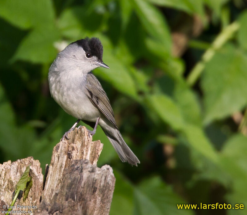 Eurasian Blackcap