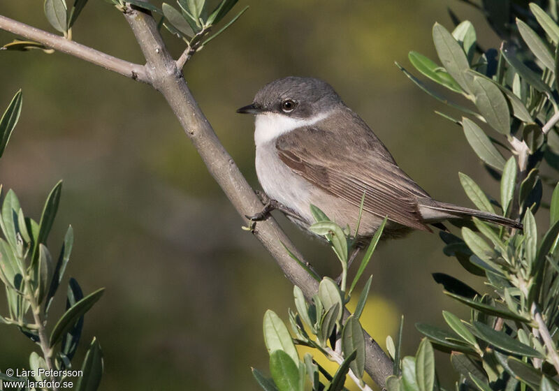 Lesser Whitethroat