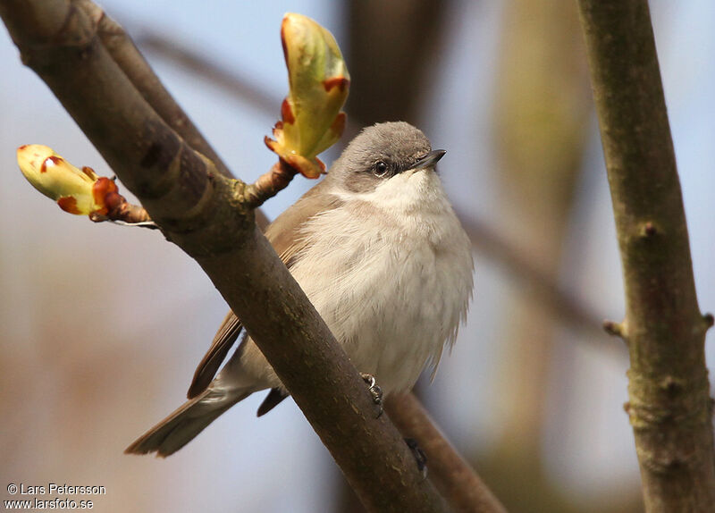 Lesser Whitethroat