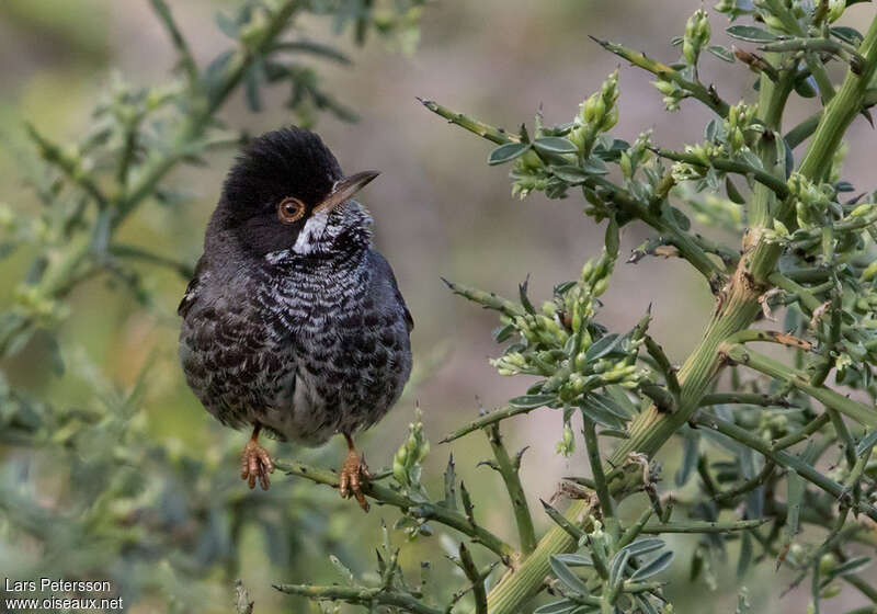 Fauvette de Chypre mâle adulte, portrait