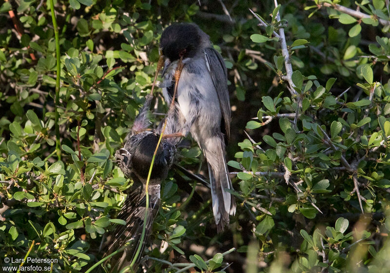 Cyprus Warbler