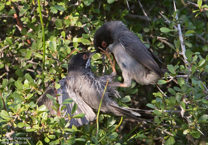 Cyprus Warbler