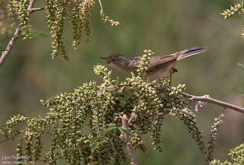 Menetries's Warbler female, habitat, pigmentation