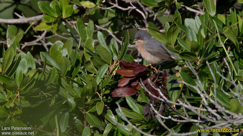 Fauvette de Moltoni mâle adulte, habitat, pigmentation