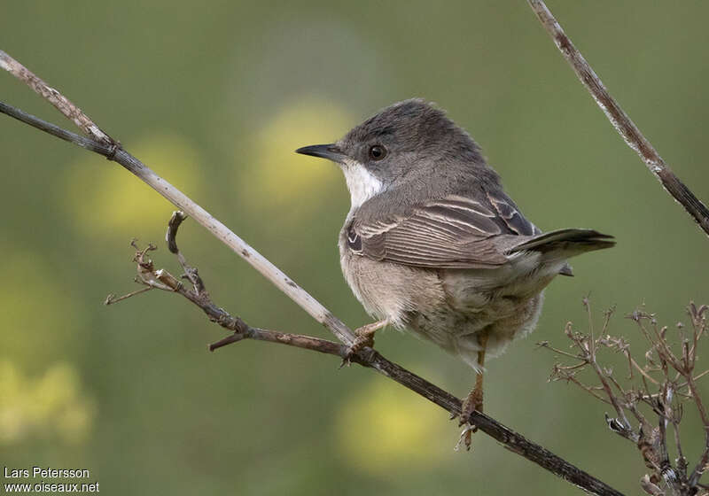 Fauvette de Rüppell femelle adulte nuptial, identification, Comportement