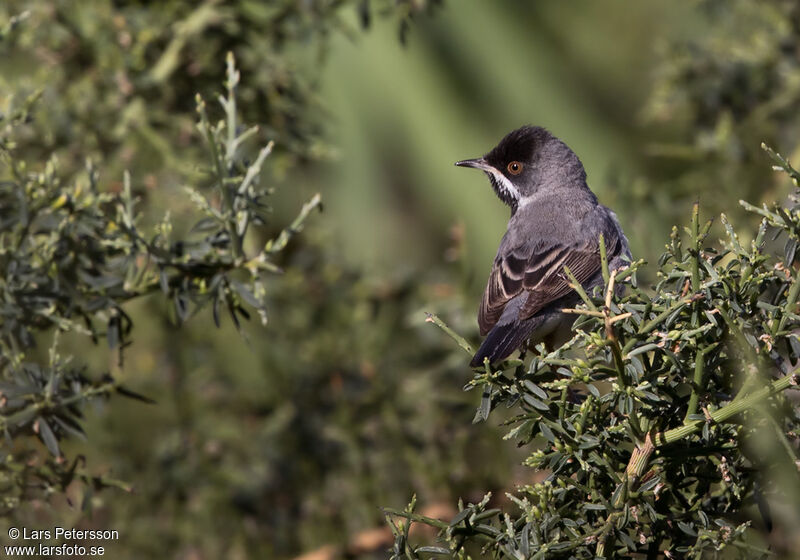 Rüppell's Warbler