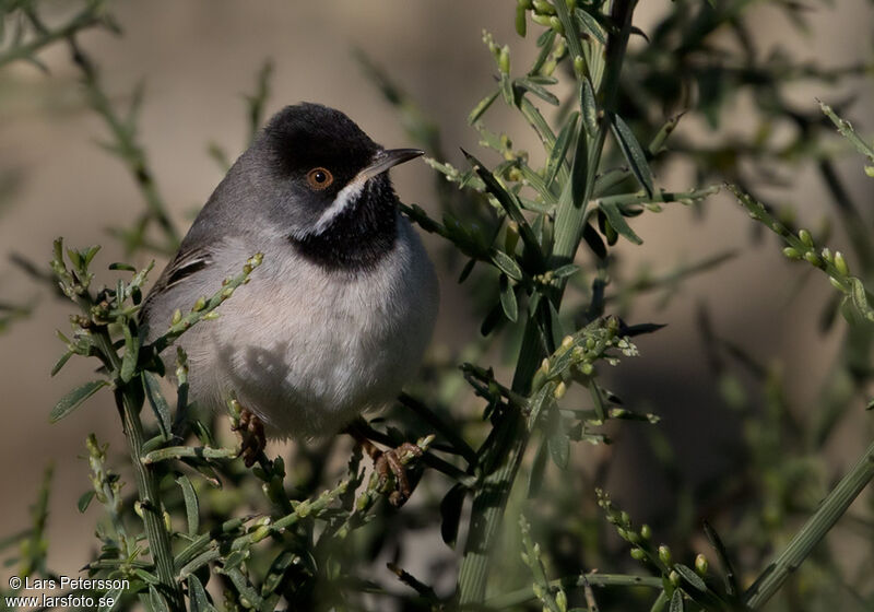 Rüppell's Warbler