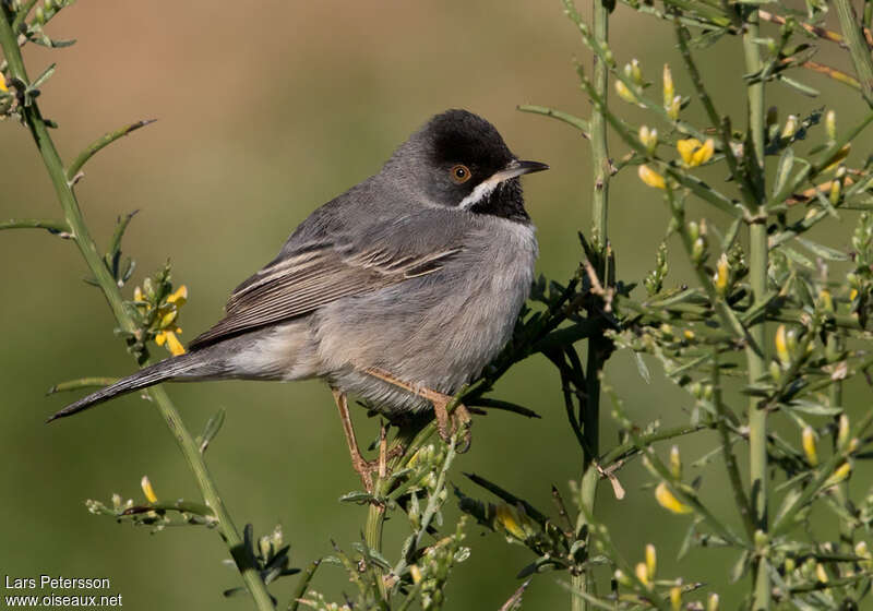 Rüppell's Warbler male adult breeding, identification