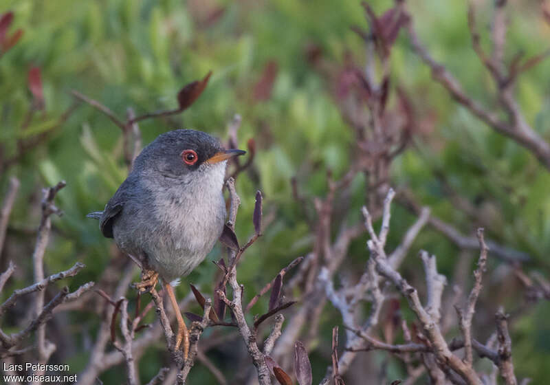 Balearic Warbler male adult breeding, close-up portrait