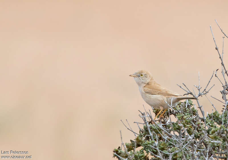 Fauvette du désertadulte, identification