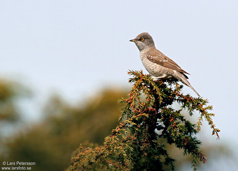 Barred Warbler