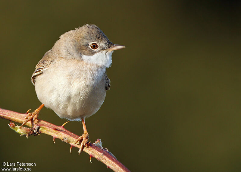 Common Whitethroat