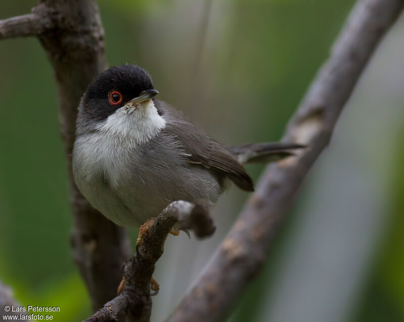 Sardinian Warbler