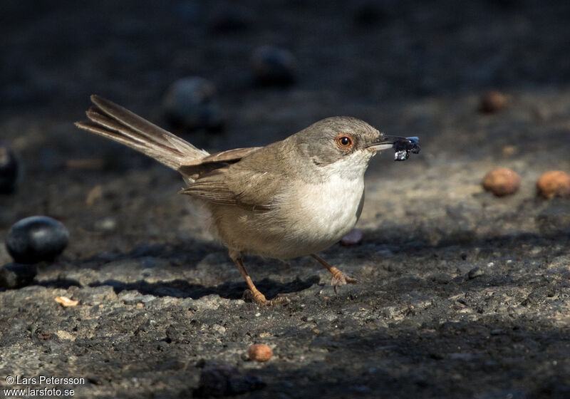 Sardinian Warbler