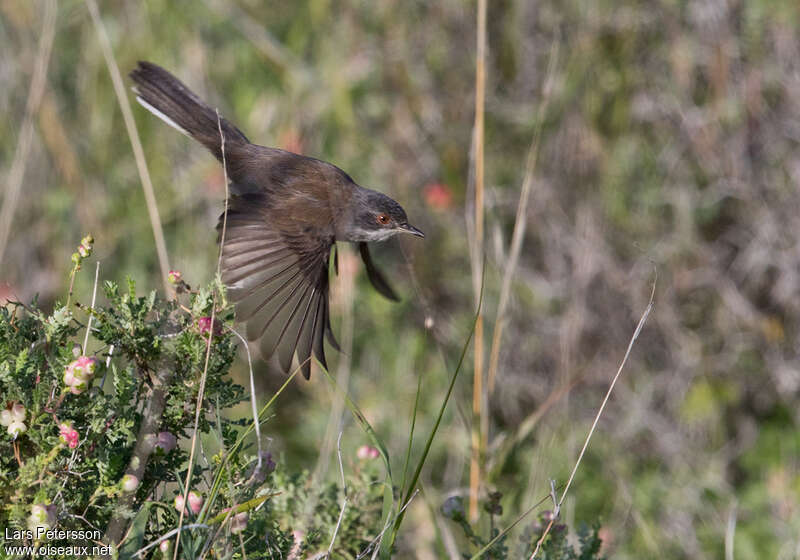 Sardinian Warbler female adult breeding