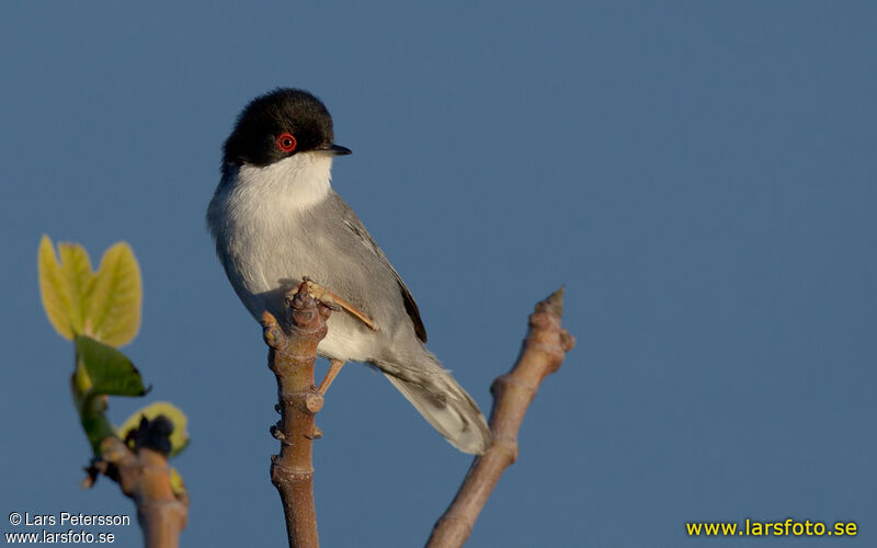 Sardinian Warbler