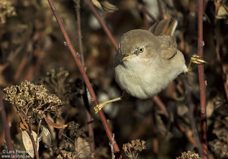 Asian Desert Warbler