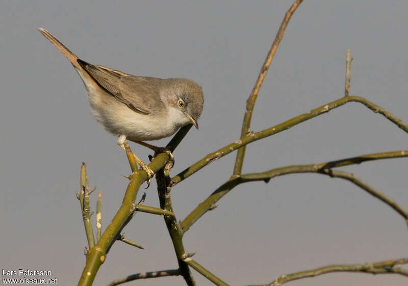 Fauvette naine, habitat, pigmentation, Comportement