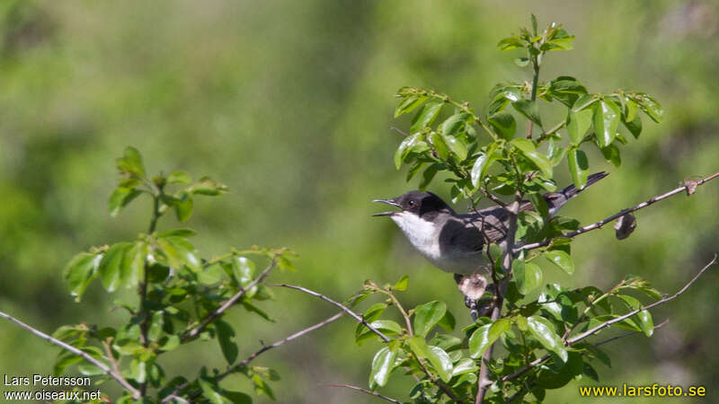 Eastern Orphean Warbler male adult breeding, pigmentation, song