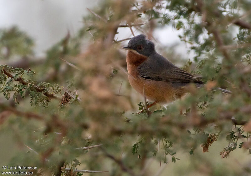 Western Subalpine Warbler