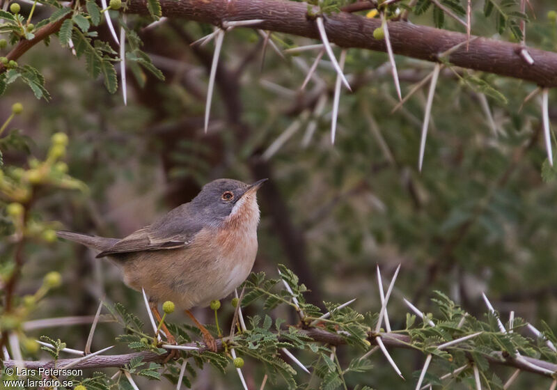 Western Subalpine Warbler