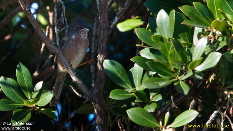 Dartford Warbler