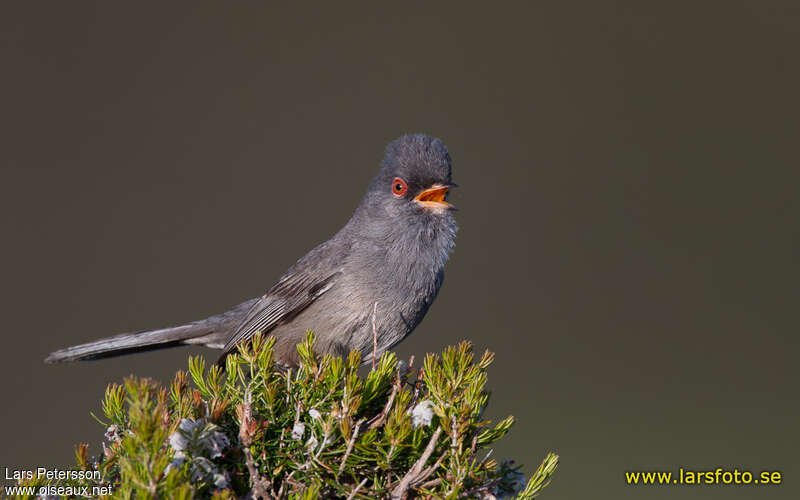 Marmora's Warbler male adult, close-up portrait