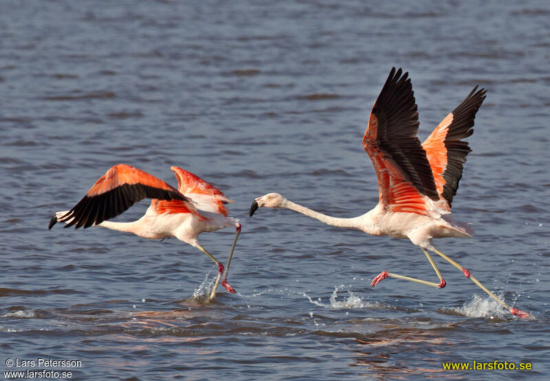 Chilean Flamingo