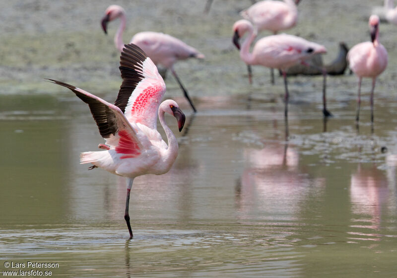 Lesser Flamingo