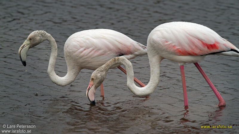 Flamant rose