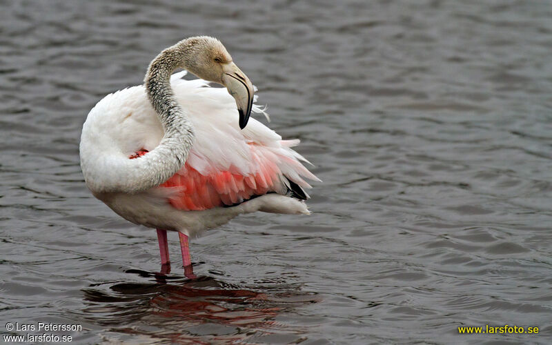 Flamant rose