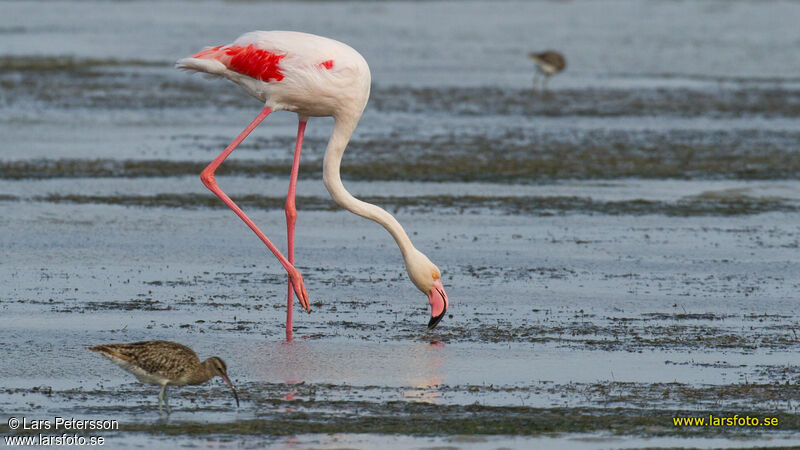 Greater Flamingo