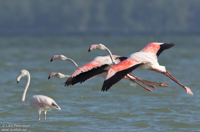 Flamant rose