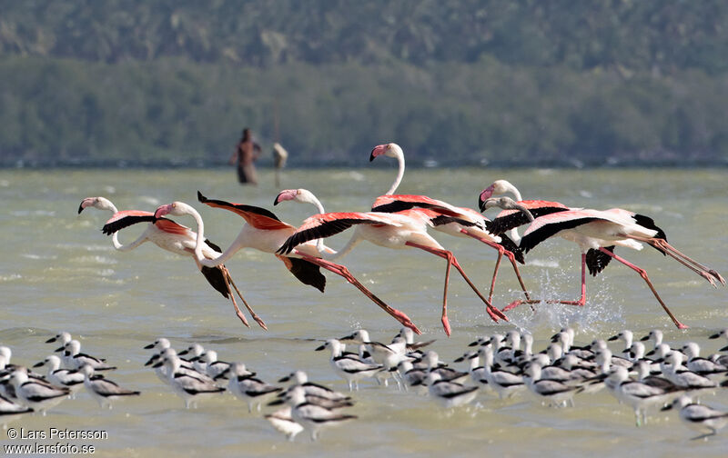 Flamant rose