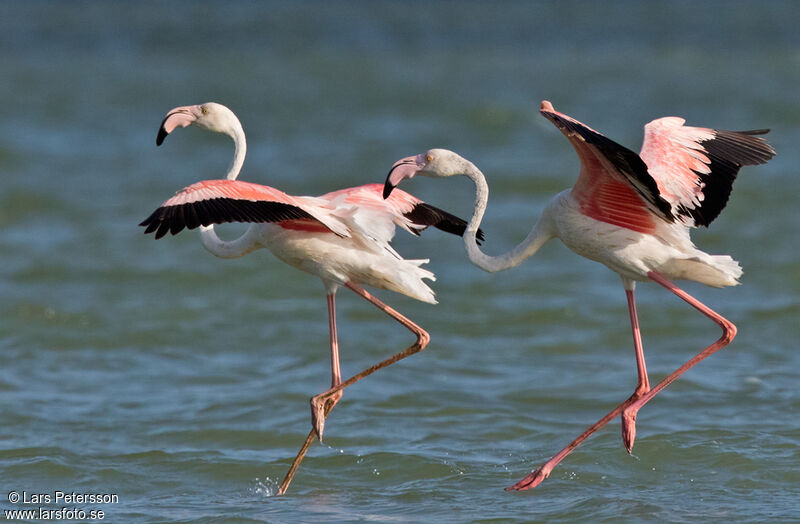 Flamant rose