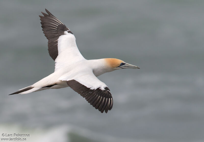 Australasian Gannet