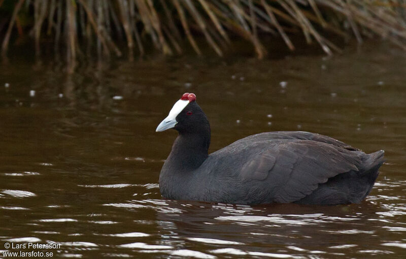 Red-knobbed Coot