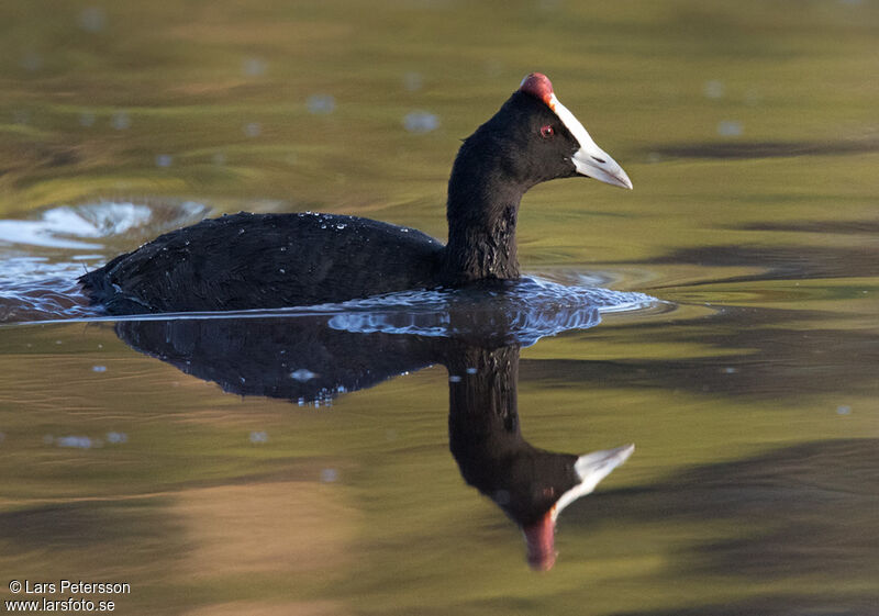 Red-knobbed Coot