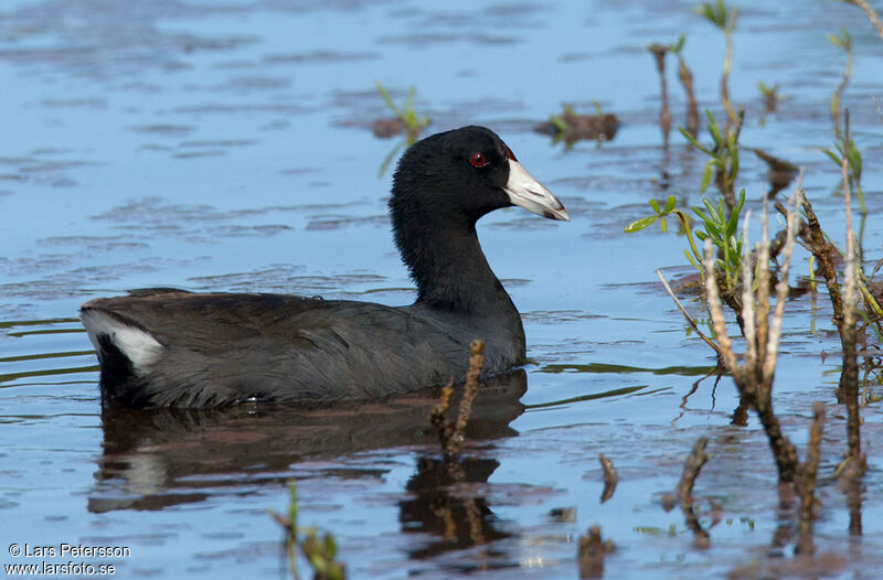 American Coot