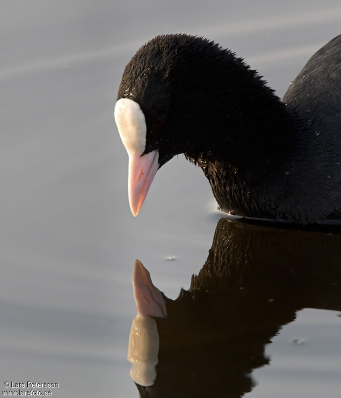 Eurasian Coot