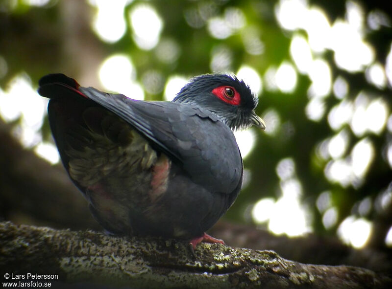 Madagascar Blue Pigeon