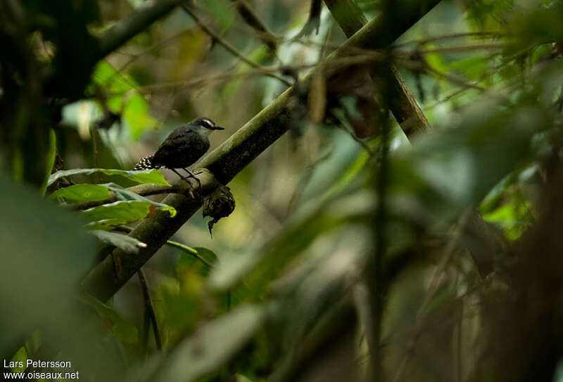 White-throated Antbird male adult, identification