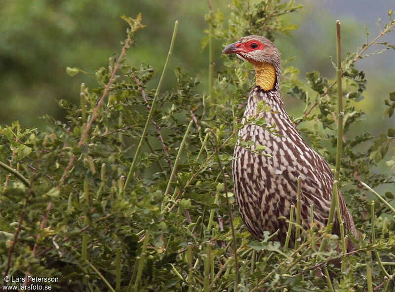 Yellow-necked Spurfowl