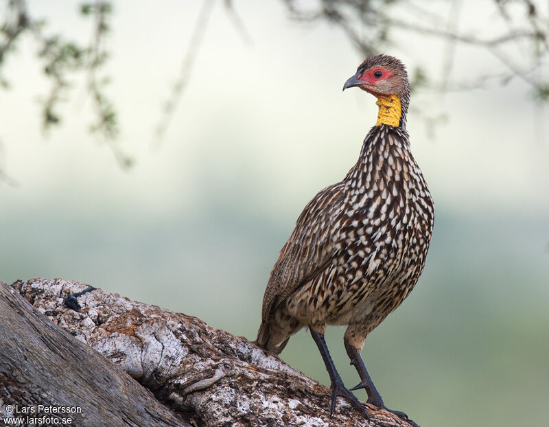 Francolin à cou jaune