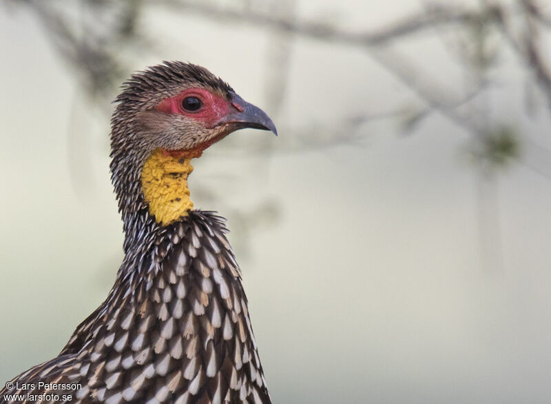 Francolin à cou jaune